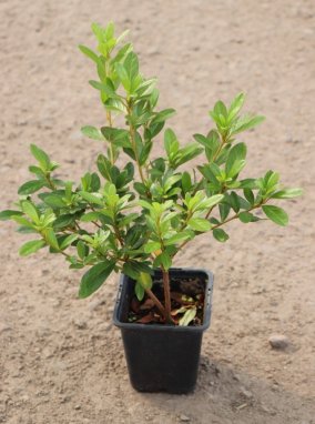 Azalea japonica 'Veltrusy' Azalka japonská 'Veltrusy' Nelen pro zelen h9