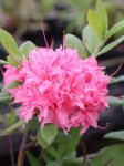 Azalea knaphill 'Homebush' Azalka knaphill 'Homebush' Nelen pro zelen květy