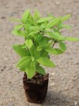 Azalea 'Gibraltar´ Azalka dřevitá 'Gibraltar' Nelen pro zelen sazenice QP