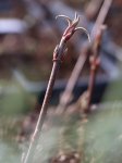 Viburnum bodnantense 'Dawn' Kalina bodnantská 'Dawn' Nelen pro zelen rašící