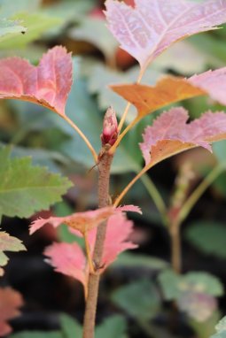 Jeřáb břek Nelen pro zelen Sorbus torminalis podzimní list