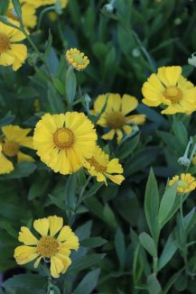 Záplevák 'Septembergold' Neleň pro zelen Helenium 'Septembergold' květy