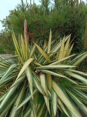 Yucca filamentosa ´Color Guard´ Juka vláknitá 'Color Guard' Nelen pro zelen starší rostlina