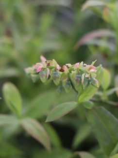 Vaccinium corymbosum 'Pink Lemonade'® Růžová kanadská borůvka 'Pink Lemonade' Nelen pro zelen poupata Vaccinium corymbosum 'Pink Lemonade'® Růžová kanadská borůvka 'Pink Lemonade' Nelen pro zelen poupata