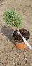 Pinus mugo 'Gnom' Borovice kleč 'Gnom' Nelen pro zelen rostlina