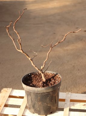 Robinia pseudoacacia ´Twisty Baby´® Trnovník akát 'Twisty Baby' ® Nelen pro zelen kontejner