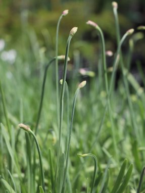Allium ´Lavender Bubbles´ Česnek okrasný 'Lavender Bubbles' Nelen pro zelen poupata