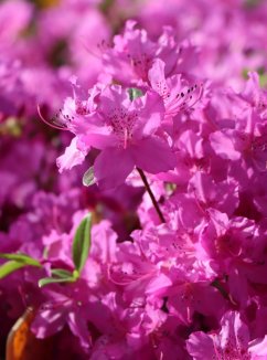 Azalka japonská  'Purple Splendour'