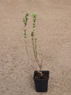Hippophae rhamnoides 'Ananasná´ Rakytník řešetlákový 'Ananasná' Nelen pro zelen sazenice h9x9