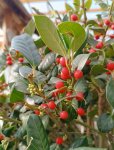 Ilex mutchagara ´Nellie R. Stevens´ Cesmína 'Nellie R. Stevens' Nelen pro zelen detail bobule