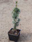 Tis červený 'David' Nelen pro zelen Taxus baccata 'David' rostlina