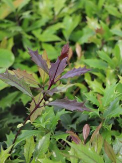 Osmathus heterophyllus ´Pupureus´ Vonokvětka různolistá 'Purpureus' Nelen pro zelen nové přírůstky Osmathus heterophyllus ´Pupureus´ Vonokvětka různolistá 'Purpureus' Nelen pro zelen nové přírůstky