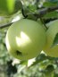 Malus domestica 'Průsvitné letní' Jabloň 'Průsvitné letní' Nelen pro zelen plod