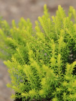 Erica carnea 'Westwood yellow' Vřesovec plěťový 'Westwood yellow' Nelen pro zelen detail Erica carnea 'Westwood yellow' Vřesovec plěťový 'Westwood yellow' Nelen pro zelen detail