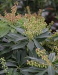 Pieris japonica 'Sarabande' Pieris japonský 'Sarabande' Nelen pro zelen poupata