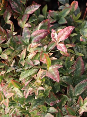 Nandina domestica 'Twilight´® Nandina domácí 'Twilight' ® Nelen pro zelen listy