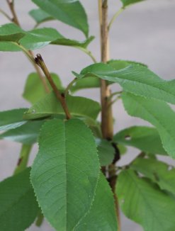 Prunus avium 'Rivan' Třešeň 'Rivan' Nelen pro zelen detail Prunus avium 'Rivan' Třešeň 'Rivan' Nelen pro zelen detail