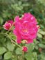 Rosa 'Pepina' Růže 'Pepina' Nelen pro zelen květ