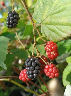 Rubus fruticosus 'Dirksen' Ostružiník 'Dirksen' Nelen pro zelen plody