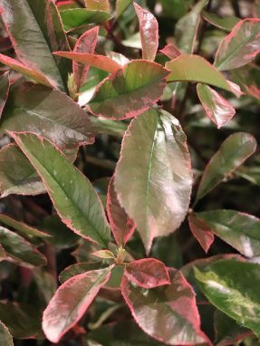 Photinia x fraseri ´Louise McLarlou® Blýskavka Fraserova ´Louise McLarlou® Nelen pro zelen listy starší rostliny