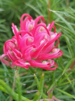 Grevillea juniperina Grevilea jalovcová Nelen pro zelen květ Grevillea juniperina Grevilea jalovcová Nelen pro zelen květ