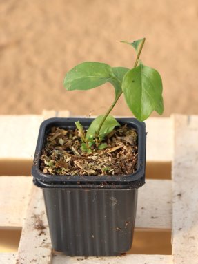 Vinca major Barvínek větší Nelen pro zelen sazenice h9x9