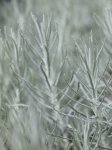 Helichrysum italicum Smil italský Kari- Maggi Nelen pro zelen detail listů