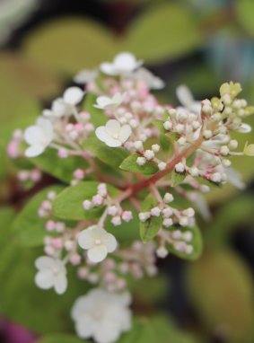 Hydrangea paniculata 'Sundae Fraise' Hortenzie latnatá Sundae Fraise Nelen pro zelen rozkvět