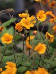 Geum heldreichii(x) 'Georgensberg' Kuklík 'Georgensberg' Nelen pro zelen květ