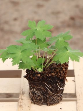 Geranium ´Joseph Green´ Kakost 'Joseph Green' Nelen pro zelen sazenice QP