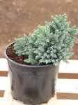 Juniperus squamata 'Blue Star' Jalovec šupinatý 'Blue Star' Nelen pro zelen kont 2L