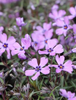Phlox subulata 'Purple Beauty' Plamenka 'Purple Beauty' květy Phlox subulata 'Purple Beauty' Plamenka 'Purple Beauty' květy
