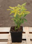 Choisya ternata ´Gold Star Lisstar´® Choisie mexický pomerančovník 'Gold Star Lisstar' ® Nelen pro zelen sazenice h9x9