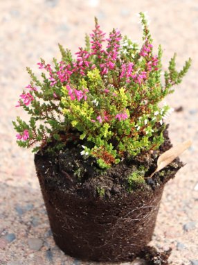 Calluna vulgaris Trio 'Athene - Elisa - Zeta' Vřes Trio 'Athene - Elisa - Zeta' Nelen pro zelen sazenice