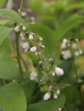 Deutzia scabra 'Plena' Trojpuk drsný 'Plena' Nelen pro zelen poupě