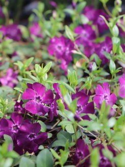 Vinca minor 'Atropurpurea´ Barvínek menší 'Atropurpurea' Nelen pro zelen květy Vinca minor 'Atropurpurea´ Barvínek menší 'Atropurpurea' Nelen pro zelen květy