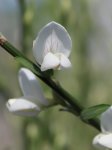 Čilimník Nelen pro zelen Cytisus květ