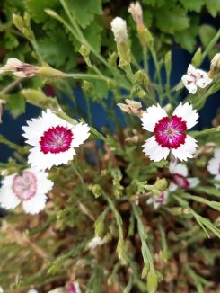 Hvozdík kropenatý 'Arctic Fire' Nelen pro zelen Dianthus deltoides 'Arctic Fire' květ Hvozdík kropenatý 'Arctic Fire' Nelen pro zelen Dianthus deltoides 'Arctic Fire' květ