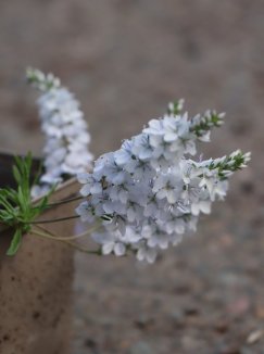 Veronica prostrata 'Alba' Rozrazil rozprostřený 'Alba' Nelen pro zelen detail květů Veronica prostrata 'Alba' Rozrazil rozprostřený 'Alba' Nelen pro zelen detail květů
