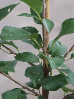 Prunus cerasus 'Érdi Bötermö' Višeň 'Érdi Bötermö' Nelen pro zelen detail Prunus cerasus 'Érdi Bötermö' Višeň 'Érdi Bötermö' Nelen pro zelen detail