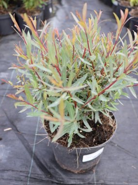 Salix purpurea 'Nana' Vrba nachová 'Nana' Nelen pro zelen ko1,5L