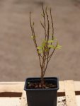 Parotie perská Nelen pro zelen Parrotia persica rašící rostlina