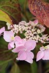 Hortenzie pilová Nelen pro zelen Hydrangea serrata květ