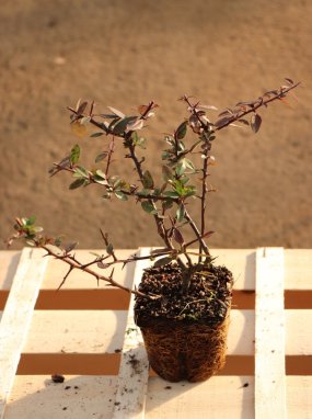 Pyracantha ccoccinea 'Red Column' Hlohyně šarlatová 'Red Column' Nelen pro zelen sazenice QP