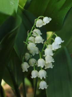 Convallaria majalis Konvalinka vonná Nelen pro zelen květy Convallaria majalis Konvalinka vonná Nelen pro zelen květy