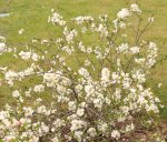 Chaenomeles x superba 'Jet Trail' Kdoulovec nádherný 'Jet Trail' Nelen pro zelen keř