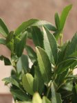 Prunus laurocerasus 'Sofia´® Bobkovišeň lékařská 'Sofia' ® Nelen pro zelen list