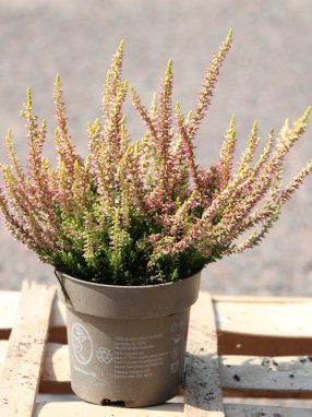 Calluna vulgaris 'Golden Angie' Vřes obecný 'Golden Angie' Nelen pro zelen ko12cm