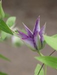 Clematis 'Multi Blue´ Plamének 'Multi Blue' Nelen pro zelen poupě