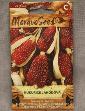 Kukuřice jahodová Nelen pro zelen Zea mays multicolor plod